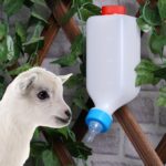 Goat Feeding Bottles 800 ml Pet Feeder Bottle and Lamb Nursing Bottle, Livestock Bottles for Sheep, Lamb, Calf and Other Mammal Feeding